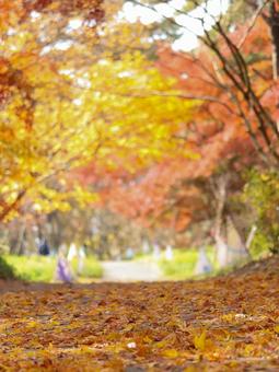 Japanese maple, JPG