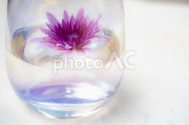 グラスに入った水　花　夏イメージ グラス,水,花の写真素材