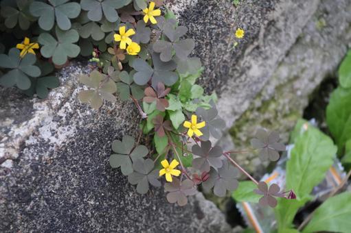 Photo, roadside, bloom, yellow, 