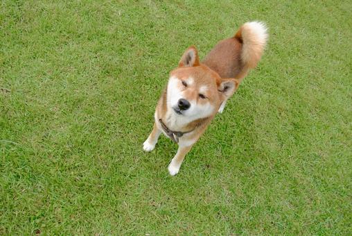 柴犬 柴犬