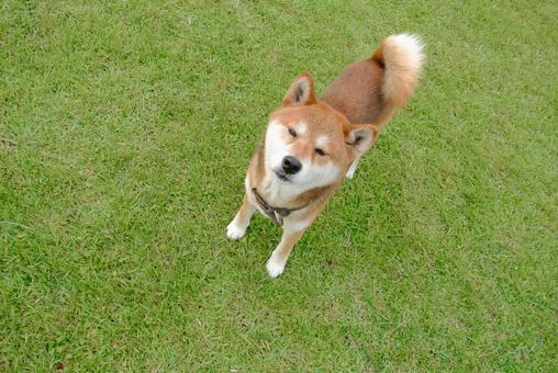 柴犬, 柴犬, 芝, 免费范围, JPG