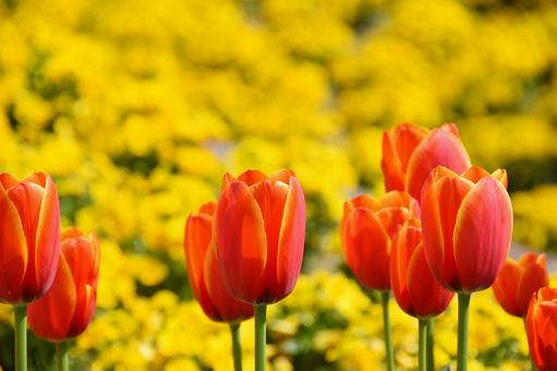 チューリップ チューリップ,花,明るいの写真素材