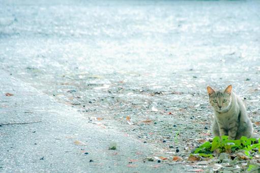 路傍の猫 路傍の猫の写真