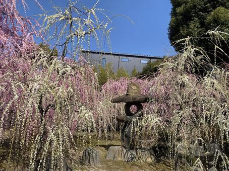 梅 梅,春,梅の木の写真素材