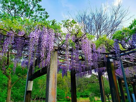 藤棚 藤,藤の花,藤棚の写真素材