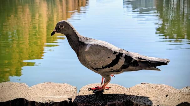 ドバト ドバト,カワラバト,ハトの写真素材