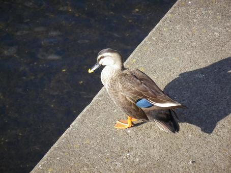 A mallard duck resting on the concrete bank of a river, JPG A mallard duck resting on the concrete bank of a river, JPG