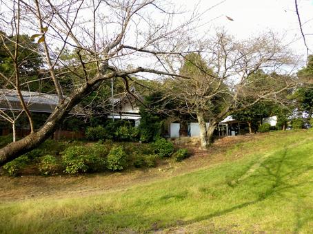 秋の源氏山公園・芝生広場の風景 草地,芝生,広場の写真素材
