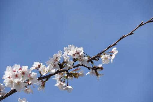 青空に桜 青空に桜の写真