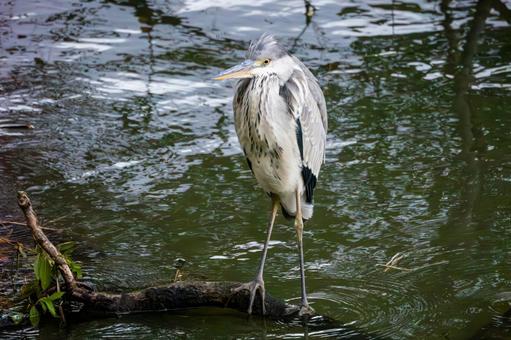 アオサギ(28) 鳥,野鳥,アオサギの写真素材