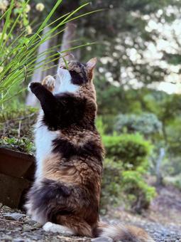 猫 猫 猫,三毛猫,長毛猫の写真素材