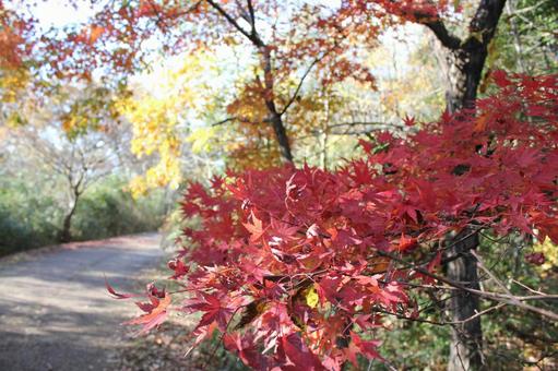 紅葉 紅葉の写真