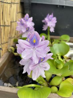 ホテイアオイの写真