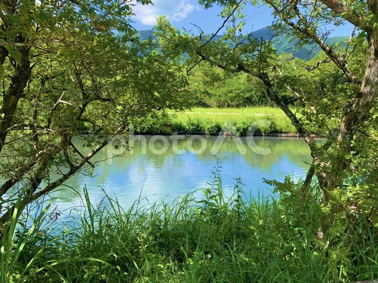 木々と美しい池 木々,自然,絶景の写真素材