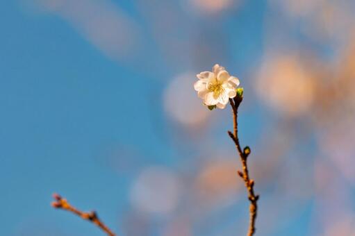 青空に咲く白い桜の一輪 桜,花,白の写真素材