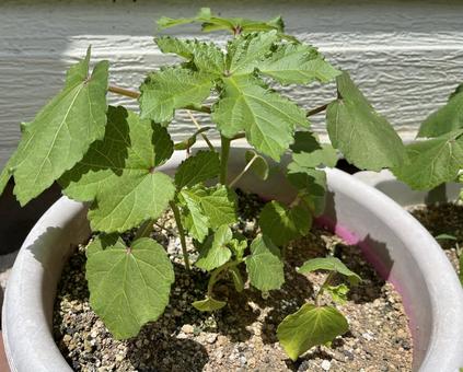 Photo, vegetables, okra, leaf, 