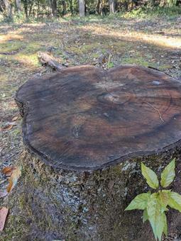 切り株 秋,公園,秋道の写真素材