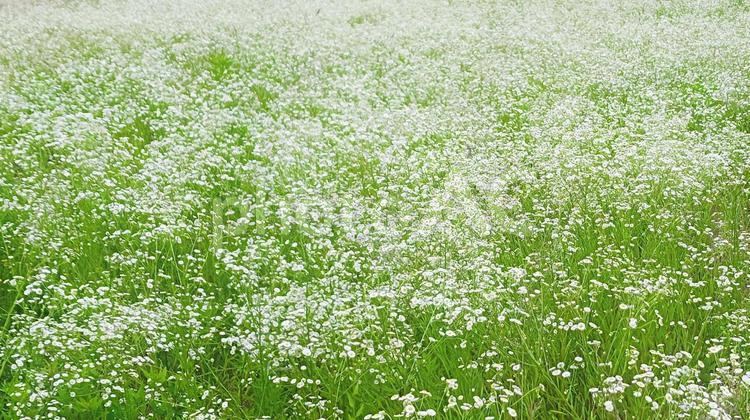 ヒナギク(デージー)2 花,白い花,ヒナギクの写真素材