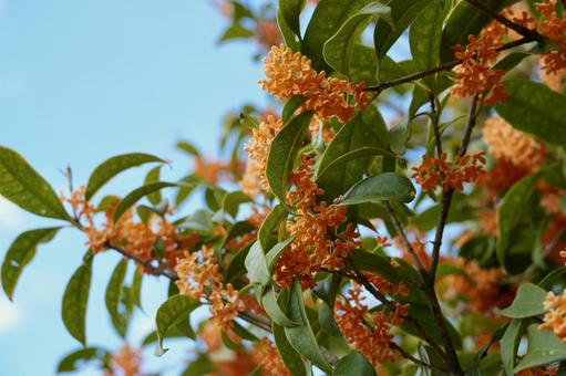金木犀の香る頃 キンモクセイ,金木犀,秋の写真素材