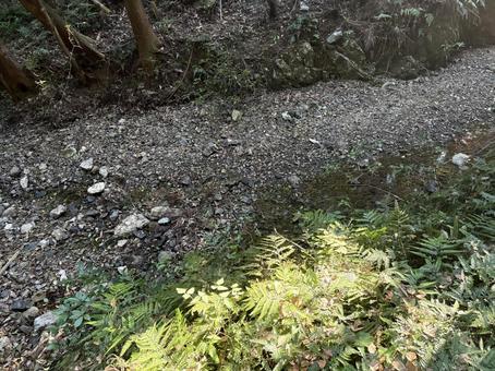 森のせせらぎと小石 森のせせらぎと小石の写真
