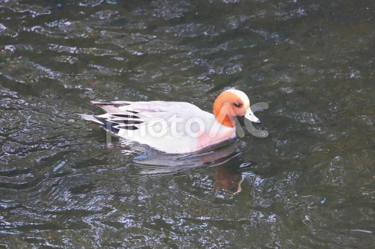 川で泳ぐヒドリガモ(横浜市内にて) ヒドリガモ,鴨,鳥の写真素材
