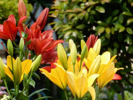 【花の写真】百合の花 【花の写真】百合の花の写真