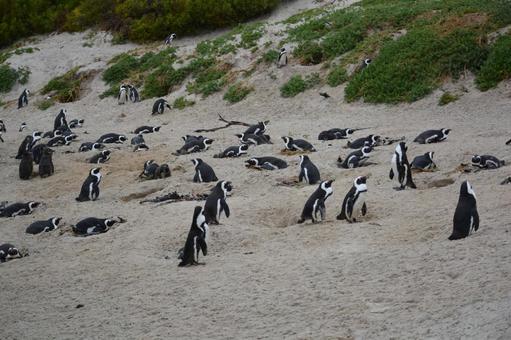 砂浜のケープペンギンの群れ 　喜望峰の写真