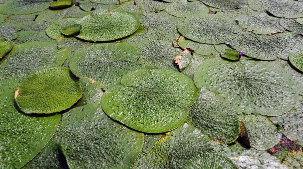 水元公園のオニバス池・紫色の花(葛飾区) 水元公園のオニバス池・紫色の花(葛飾区) 夏,水元公園,オニバス池の写真素材