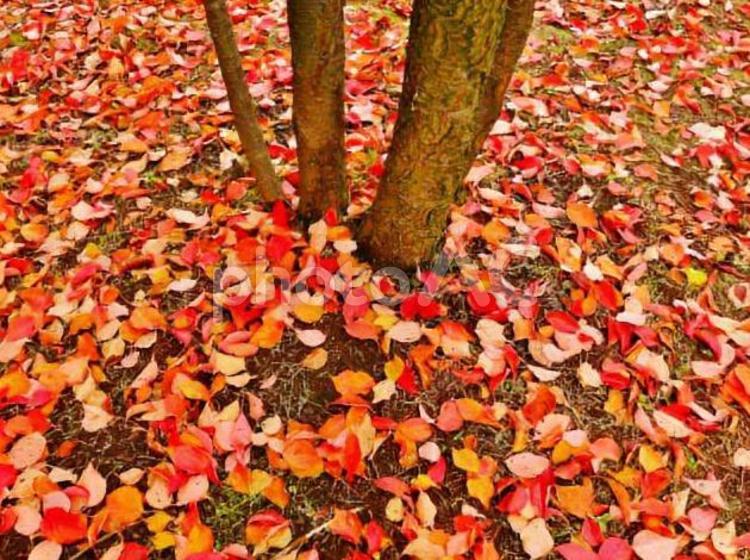 散歩中にぱしゃり。 紅葉,葉,木の葉の写真素材