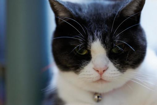 見つめる猫の写真