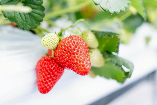 Strawberry Picking, JPG Strawberry Picking, JPG