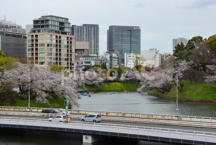 ４月上旬の東京千鳥ヶ淵の桜 背景,桜,花の写真素材