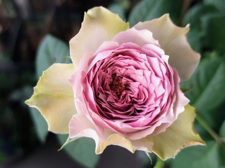 ベランダのバラ・コフレ ベランダのバラ・コフレ 薔薇,バラ,コフレの写真素材