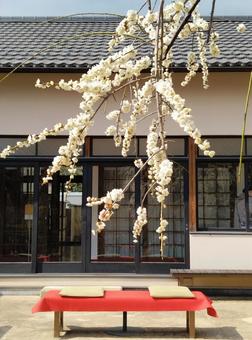 白梅と縁台 梅,白梅,白の写真素材