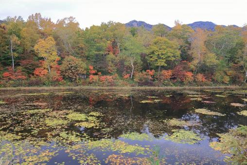 紅葉の池 紅葉の池の写真