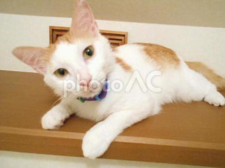 首をかしげる猫 猫,さくら猫,メス猫の写真素材