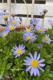 ブルーデイジーの写真素材｜写真素材なら「写真AC」無料（フリー