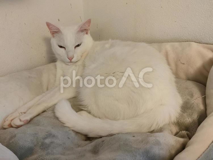 目つきの鋭い白猫 猫,ネコ,生き物の写真素材