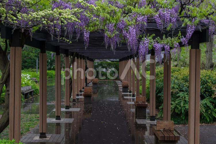 檜町公園の藤の花が雨の中咲いている 藤の花,藤,雨の写真素材