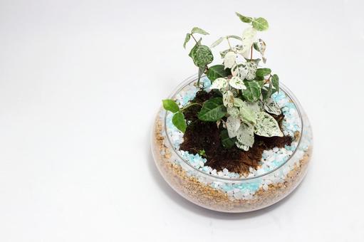 鉢植え 鉢植えの写真