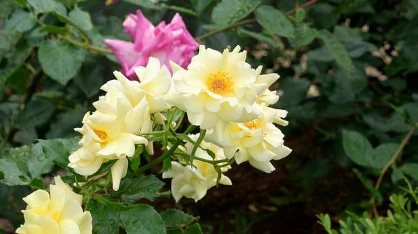雨の薔薇園 雨の薔薇園 大阪,中之島,雨の写真素材