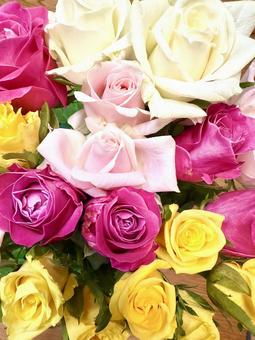 バラの花 1 バラの花 1 バラ,ばら,薔薇の写真素材