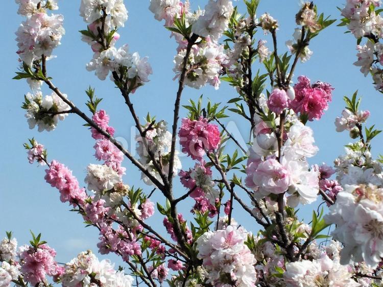 白い桃の花とピンクの桃の花 桃の花,桃,桃の木の写真素材