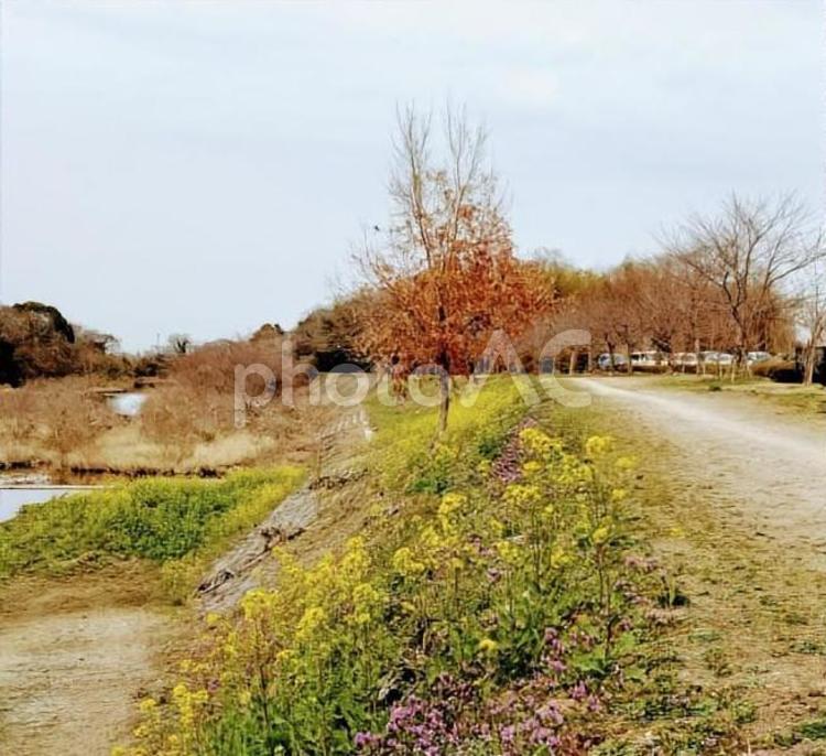 一本の木と風景 自然,風景,景色の写真素材