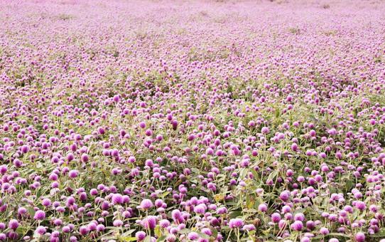 千日紅（センニチコウ）のお花畑 千日紅,センニチコウ,お花畑の写真素材