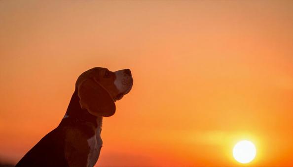 空を見上げるビーグル犬 ペットと散歩 空を見上げるビーグル犬 ペットと散歩の写真