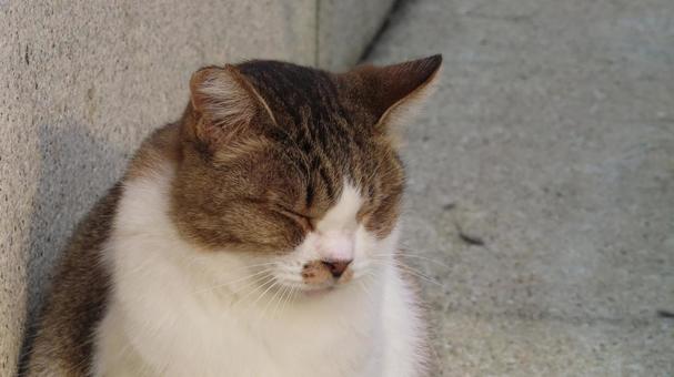 夕日に映えるもふもふで可愛い眠り猫 猫,キジシロ,眠り猫の写真素材