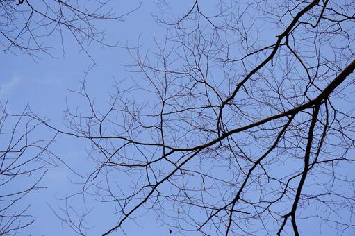 冬の落葉樹と空 冬の落葉樹と空 冬,季節,落葉樹の写真素材