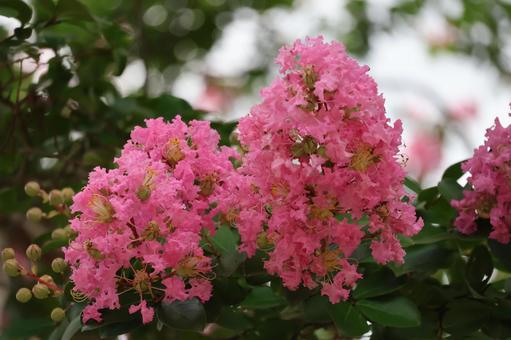 ピンクの花びらの百日紅の花のアップ ピンクの花びらの百日紅の花のアップの写真