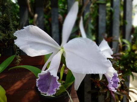 蘭の花001 蘭の花001の写真